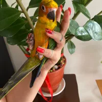 طوطی خورشیدی|پرنده|تهران, شیوا|دیوار