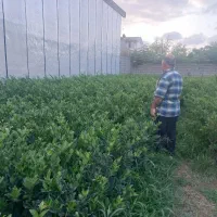 فروش گل و گیاه|گل و گیاه طبیعی|رودسر, |دیوار