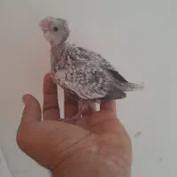 جوجه عروس مخصوص دستی کردن