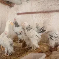 مرغ و خروس نیمچه برهما لایت اصل و اردک