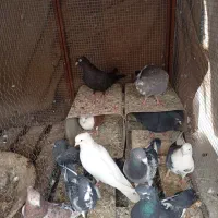 ۱۰ تا|پرنده|میبد, |دیوار