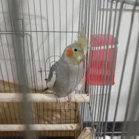 یک عدد کوتله برزیلی و عروس هلندی|پرنده|شریفآباد, |دیوار