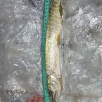 اردک ماهی|ماهی|اصفهان, کارلادان|دیوار