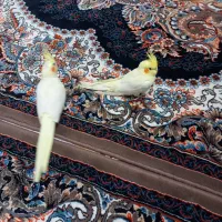 عروس|پرنده|قم, باجک دو|دیوار