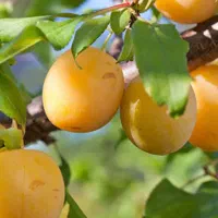 فروش باغ +دو ساعت آب ملکی