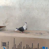 مرغ عشق|پرنده|خواف, |دیوار