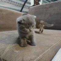 گربه های بریتیش و اسکاتیش