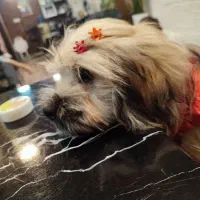 سگ آپارتمانی