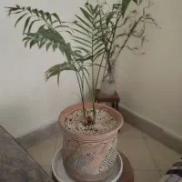 گل طبیعی سالم
