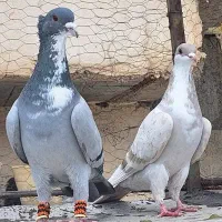 نر و ماده ریش کاکلی