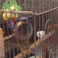 پرنده مرغ مینا افغانی چشم زرد