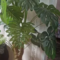 درختچه انجیری