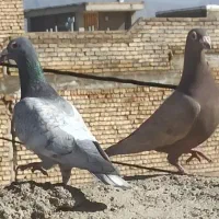 نروماده دورگ پلاکی|پرنده|مبارکه, |دیوار