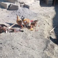 یک خروس ودوتامرغ