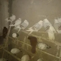 ی کله کفتی|پرنده|بروجرد, |دیوار