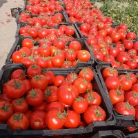 گوجه  دارم ده هکتار