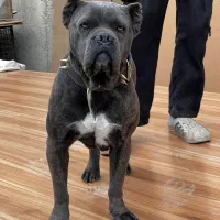 سگ کن کورسو اصیل ماده ۱۰ ماهه گارد کنکورسو کن کرسو|سگ|چهاردانگه (تهران), |دیوار