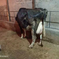 گاوهلیشتان