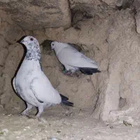 گبوتر|پرنده|فرخشهر, |دیوار