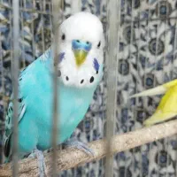 مرغ عشق|پرنده|سمنان, |دیوار