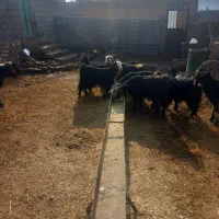 فروش ۸ بز|حیوانات مزرعه|باغ ملک, |دیوار