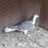 کبوتر ماده دمگیر بومی  سفت وظالم عروسک