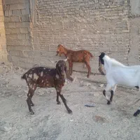 بز افغانی|حیوانات مزرعه|شادگان, |دیوار