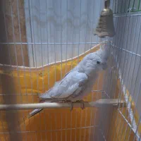 عروس هلندی نر  رنگ خاص