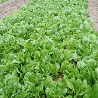 کاهو سفید ممدل