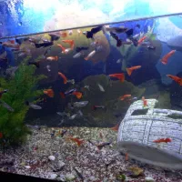 ماهی گوپی نژاد خاص کمیاب