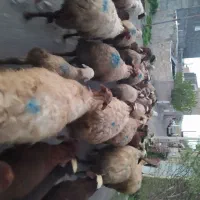 گوسفند بره دار مالچه