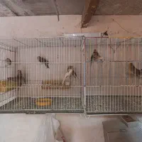 قناری|پرنده|فریمان, |دیوار