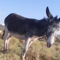 فروش الاغ|حیوانات مزرعه|فسا, |دیوار