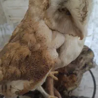 مجسمه جغد|مجسمه، تندیس، ماکت|چاف و چمخاله, |دیوار