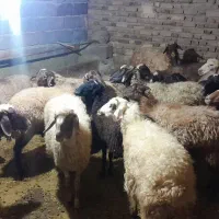 ۲۰راس گوسفند داشتی ابستن|حیوانات مزرعه|دهگلان, |دیوار
