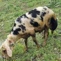 فروش بره قوچ پوست گاوی