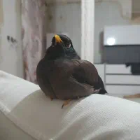 مرغ مینا سخنگو 50کلمه