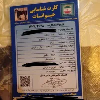 فروش اسب نریان دره شوری 6 ساله