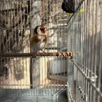 سهره نر|پرنده|تهران, مشیریه|دیوار