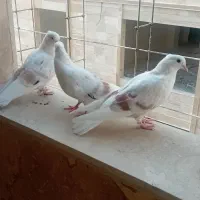 پرنده پشت دار