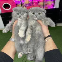 شهر گربه های اسکاتیش اشرافی|گربه|کرمانشاه, |دیوار