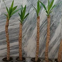 اریکا کنار سالنی ۲۴بوته قیمت استثنایی