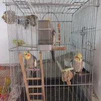 ۳ تا عروس هلندی و ۲ تا مرغ عشق به همراه قفس