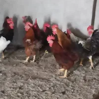 خروس و مرغ محلی درجه یک موجود