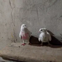 کفتر|پرنده|قم, باغ شریفی|دیوار