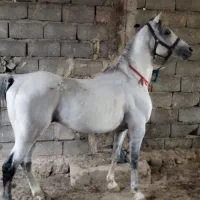 اسب عرب مدارک دار سواری عالی