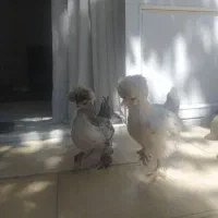 نیمچه مرغ وخروس کوشین وسلطان|حیوانات مزرعه|دهگلان, |دیوار