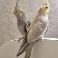 طوطی عروس هلندی