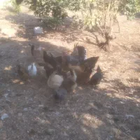 مرغ محلی درشت