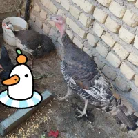 فروش یک عدد بوقلمون نر و یک عدد مرغ شاخدار